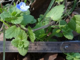 Veronica persica Birdeye Speedwell