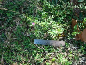 Vicia sativa Vetch