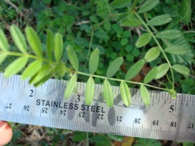 Vicia sativa Vetch