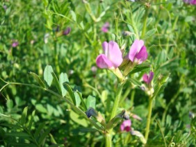 Vicia sativa Vetch