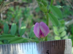 Vicia sativa Vetch