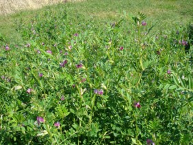 Vicia sativa Vetch