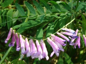 Vicia villosa Winter Vetch