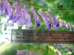 Vicia villosa Winter Vetch