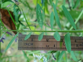 Vicia villosa Winter Vetch