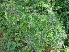 Vicia villosa Winter Vetch