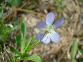 Viola bicolor, Field Pansy