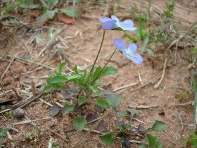 Viola bicolor, Field Pansy