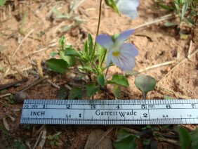 Viola bicolor, Field Pansy