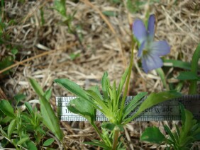 Viola bicolor, Field Pansy