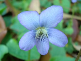 Viola floridana