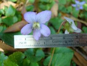 Viola floridana