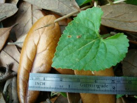 Viola floridana