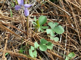 Viola palmata Early Blue Violet