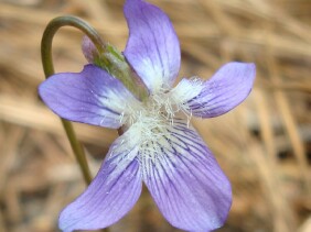 Viola palmata