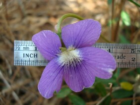 Viola palmata