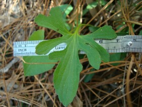 Viola palmata