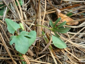 Viola palmata