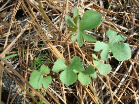 Viola palmata