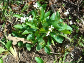 Viola blanda Sweet White Violet