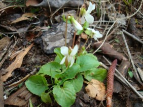 Viola blanda Sweet White Violet