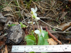 Viola blanda Sweet White Violet