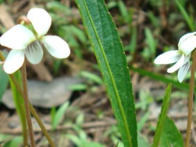 Viola lanceolata Bog White Violet