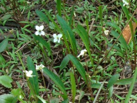 Viola lanceolata Bog White Violet