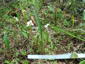 Viola lanceolata Bog White Violet