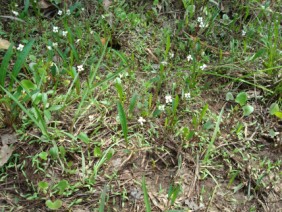 Viola lanceolata Bog White Violet