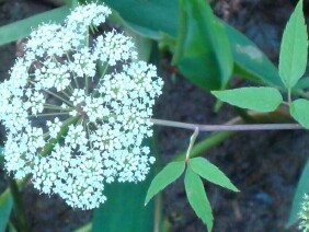 Cicuta maculata Water Hemlock