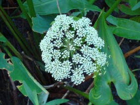 Cicuta maculata Water Hemlock