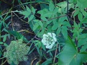 Cicuta maculata Water Hemlock