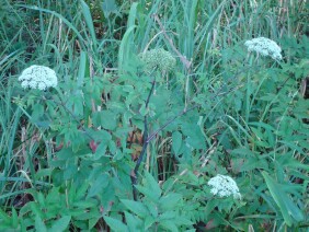 Cicuta maculata Water Hemlock