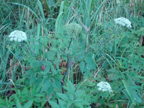 Cicuta maculata Water Hemlock