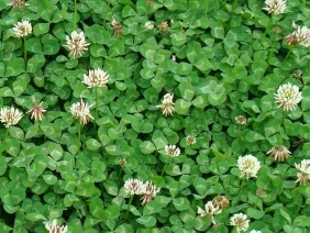 Trifolium repens White Clover