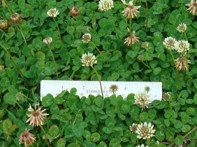 Trifolium repens White Clover