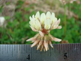 Trifolium repens White Clover