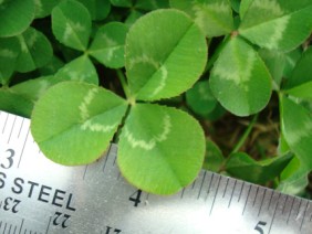 Trifolium repens White Clover