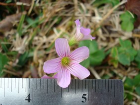 Oxalis violacea Violet Woodsorrel