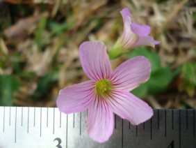 Oxalis violacea Violet Woodsorrel