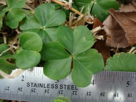 Oxalis violacea Violet Woodsorrel