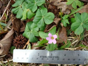 Oxalis violacea Violet Woodsorrel