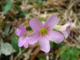 Oxalis violacea Violet Woodsorrel