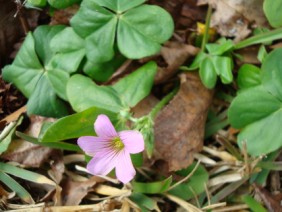 Oxalis violacea Violet Woodsorrel