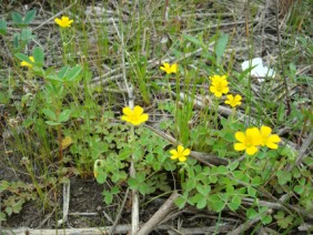 Oxalis stricta Yellow Woodsorrel