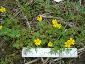 Oxalis stricta Yellow Woodsorrel