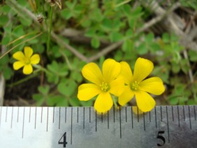 Oxalis stricta Yellow Woodsorrel