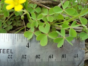 Oxalis stricta Yellow Woodsorrel